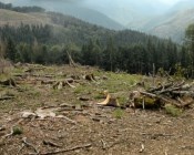 Деревья в украинских Карпатах незаконно вырубают для стульев IKEA 